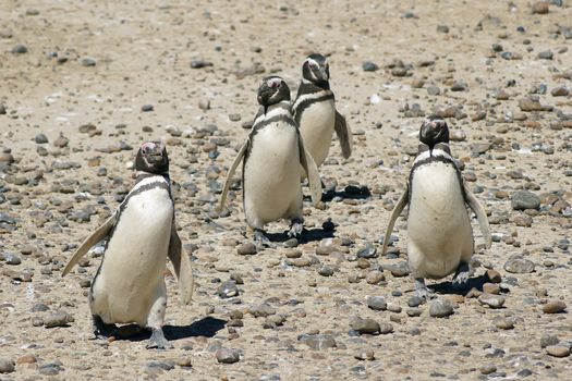 Colony of Magellanic Penguins, Punta Tombo, Argentina, South America