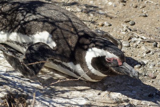 Colony of Magellanic Penguins, Punta Tombo, Argentina, South America