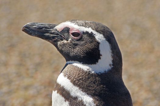 Colony of Magellanic Penguins, Punta Tombo, Argentina, South America