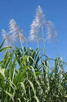 Sugar Cane Plantation, Guadeloupe, Caribbean