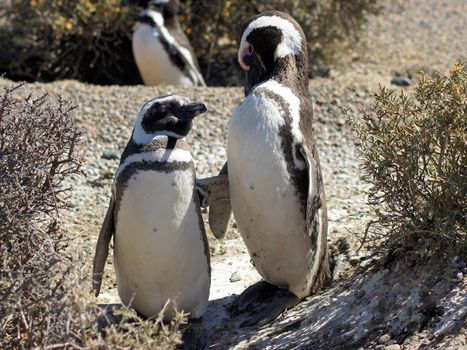 Colony of Magellanic Penguins, Punta Tombo, Argentina, South America