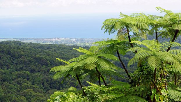 Impressions of the rainforest, Guadeloupe, Caribbean