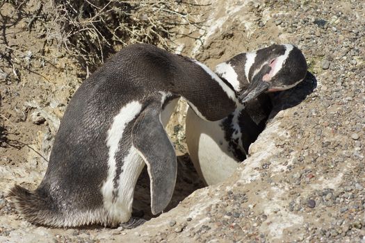 Colony of Magellanic Penguins, Punta Tombo, Argentina, South America