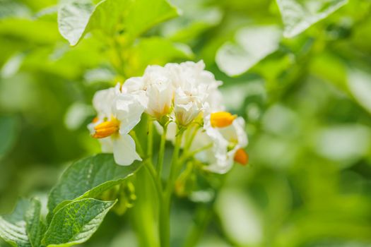 blosoming of potato