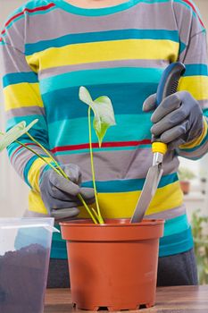 repotting flowers