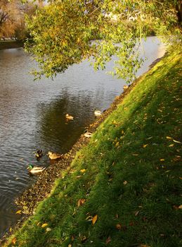 Ducks in a pond, Novodevichy Park, Moscow, Russia