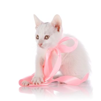 White kitten with a pink tape. Kitten on a white background. Small predator. Small cat.