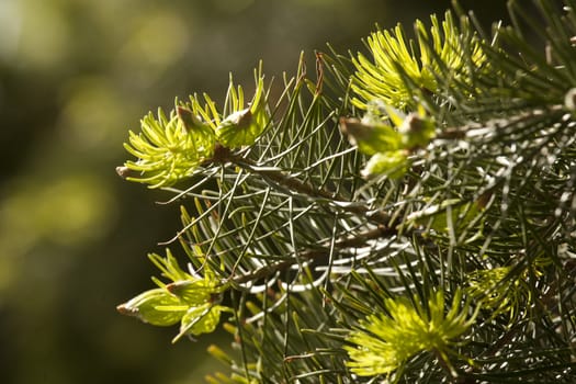 Green needles of pine tree as natural background 