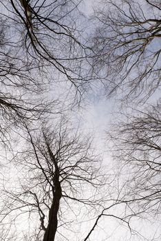 Deciduous beech forest canopy as seen from below in winter without leaves