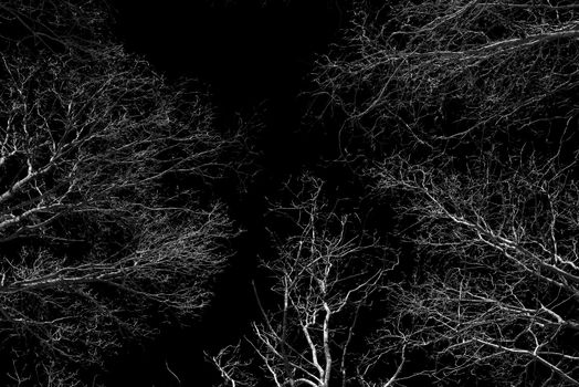 Deciduous beech forest canopy as seen from below in winter without leaves