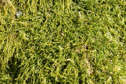 Natural green moss background in a danish forest