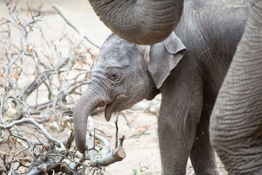 Asian baby elephant standing close to its mother