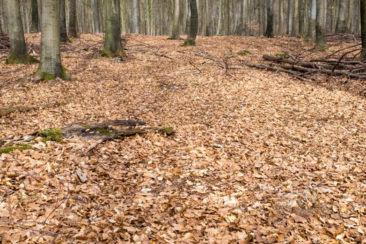 Bright beech forest in spring without any leaves yet