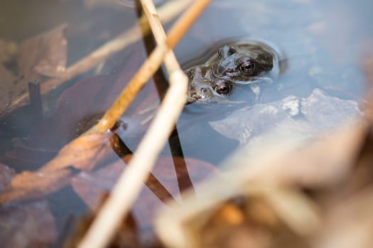 A couple of common frogs, Rana temporaria mating in the water in spring