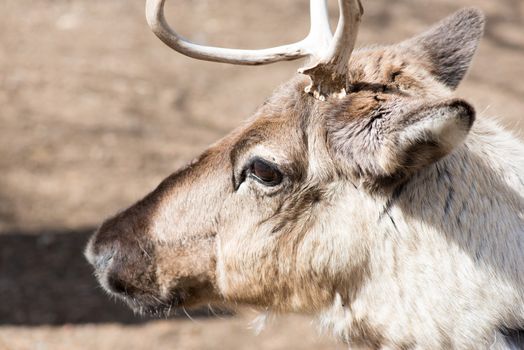 Head of a reindeer, rangifer tarandus on a sunny day in spring