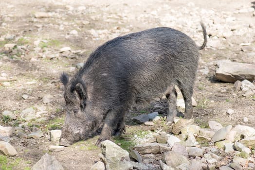 Wild boar female searching for food in spring on a sunny day