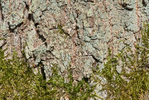 Green moss on a tree bark background pattern