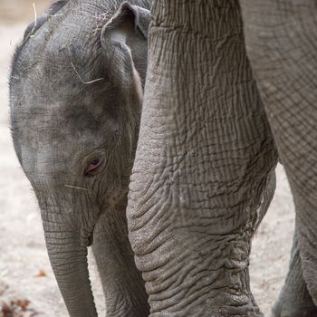 Asian baby elephant standing close to its mother