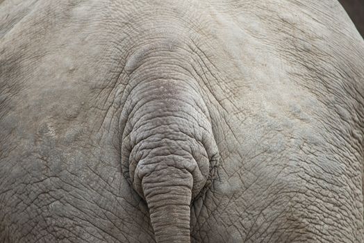 Gray elephant background pattern with tail and skin