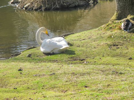 Whooper Swan, Cygnus cygnus, sitting on the bank of a lake