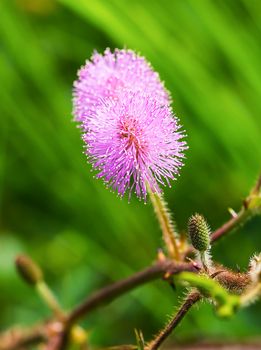 Mimosa pudica or Sensitive plant in thailand