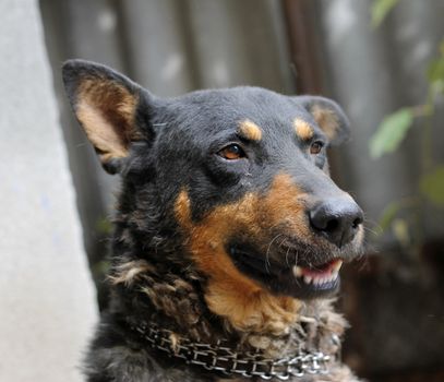 Portrait of mature dog sitting on the backyard