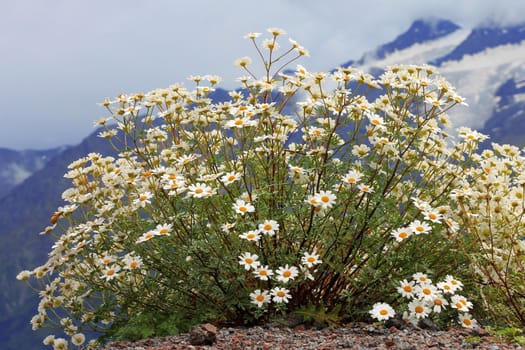 Caucasus mountain landscape and bush of camomiles