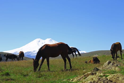 Horses on the summer autumn caucasus meadow