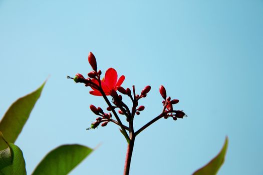 Exotic pink flower blooming on the branch of bush