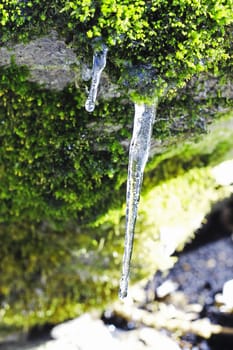 Frozen icicles hanging from the stone in the forest