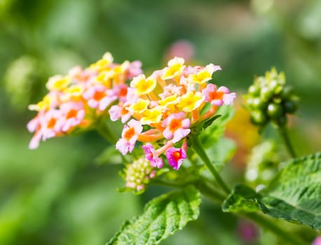 Lantana camara flowers blooming at the park