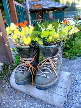 Novelty flower planter made of hiking boots, Emerald Lake, Yoho National Park, British Columbia, Canada