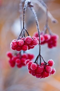 Frozen cranberry. Close-up