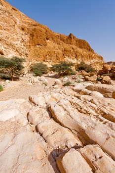 Dry Riverbed in the Judean Desert