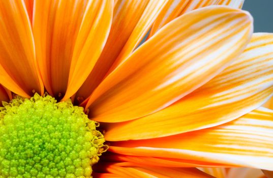 Stamens Receptacle Carpels and Petals are shown in this flower potrait