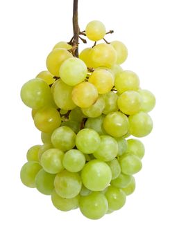 Branch of grapes isolated on white background