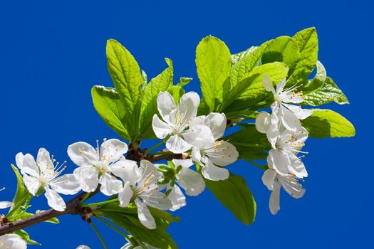 Beautiful spring blossom of apple cherry tree with white flowers