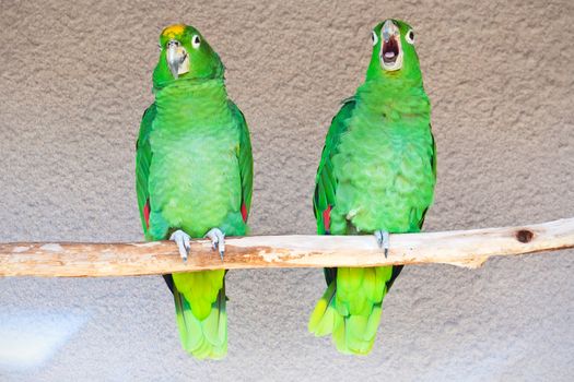Cute green parrots sitting on wooden stick