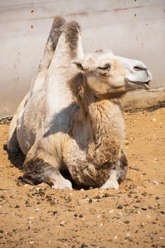 Nice close up photo of big camel