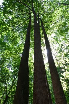 Beautiful photo of green forest on sunny day