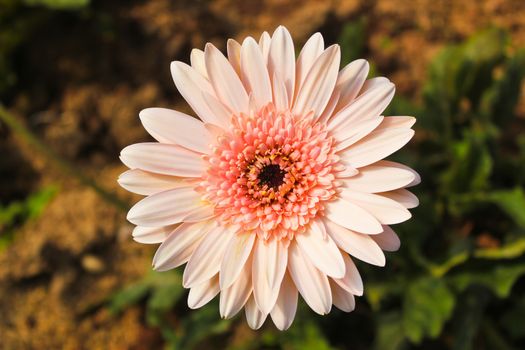 Close-up pink flower with green background