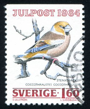 SWEDEN - CIRCA 1984: stamp printed by Sweden, shows Hawfinch, circa 1984