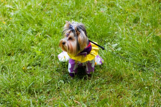 Yorkshire terrier outside on walk. Dog sitting in a field.