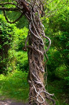 Botanical Garden in the city of Kaliningrad. Russia.