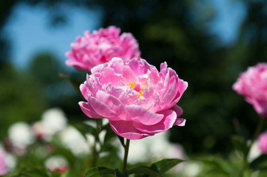 Close-up view of gently pink peony flower in sunny spring day.