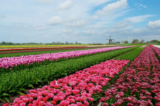 pPnk, red and orange tulip field in North Holland during spring.