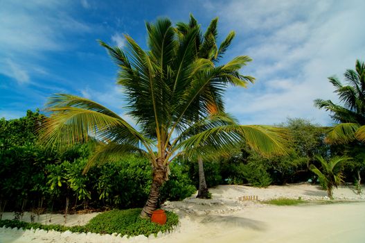 Palm Tree Alley with Sand Ground on Blue Cloud background Outdoors