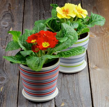 Red and Yellow Primula Potted Plant in Striped Flower Pot closeup on Rustic Wooden background