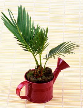 Little Houseplant Chrysalidocarpus Areca in Purple Watering Can isolated on Straw mat background