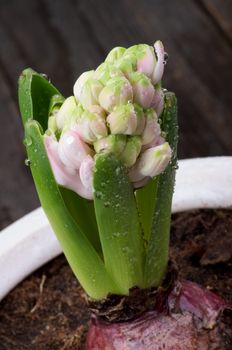 Pink Hyacinth with Flower Bulb and Water Droplets on Edge of Flower Pot closeup on Wooden background